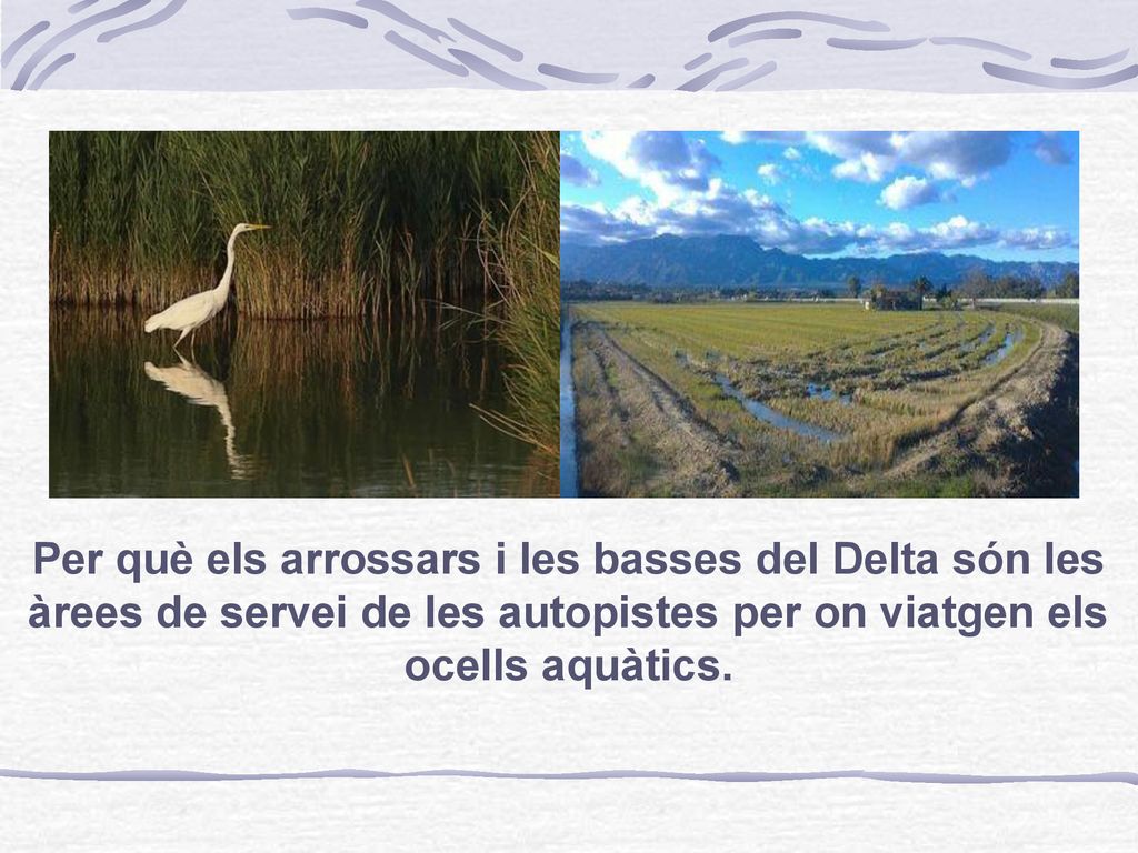 Per què els arrossars i les basses del Delta són les àrees de servei de les autopistes per on viatgen els ocells aquàtics.