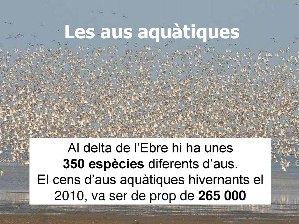 Les aus aquàtiques Al delta de l’Ebre hi ha unes