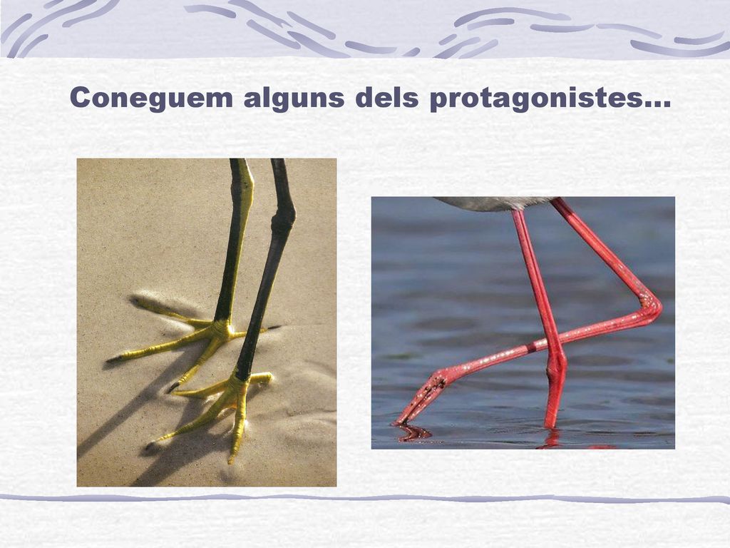 Coneguem alguns dels protagonistes...