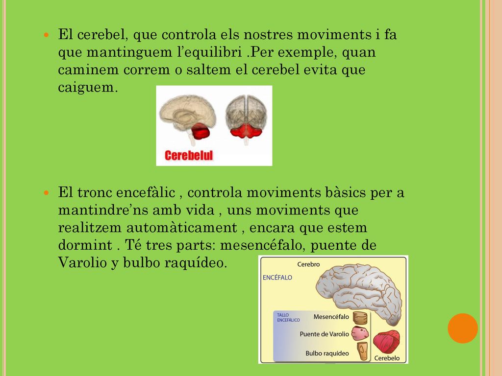 El cerebel, que controla els nostres moviments i fa que mantinguem l’equilibri .Per exemple, quan caminem correm o saltem el cerebel evita que caiguem.
