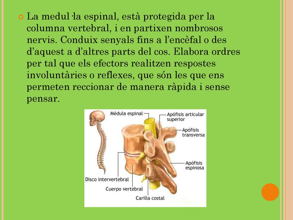 La medul·la espinal, està protegida per la columna vertebral, i en partixen nombrosos nervis.
