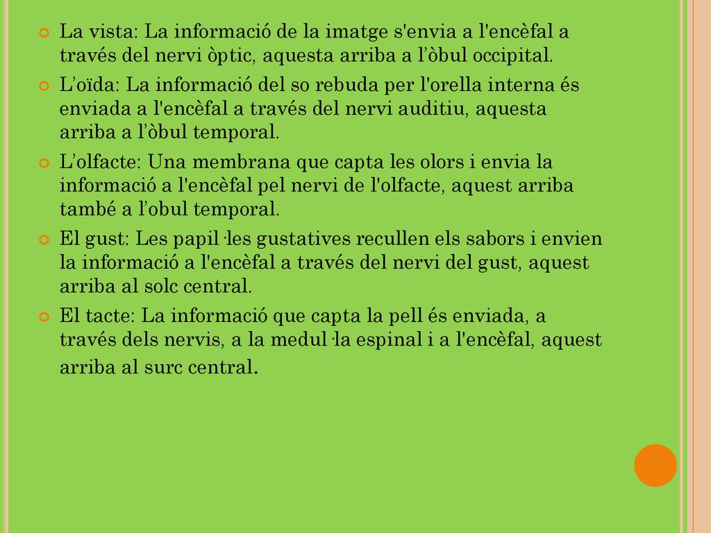 La vista: La informació de la imatge s envia a l encèfal a través del nervi òptic, aquesta arriba a l’òbul occipital.