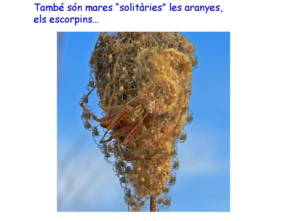 També són mares solitàries les aranyes, els escorpins…