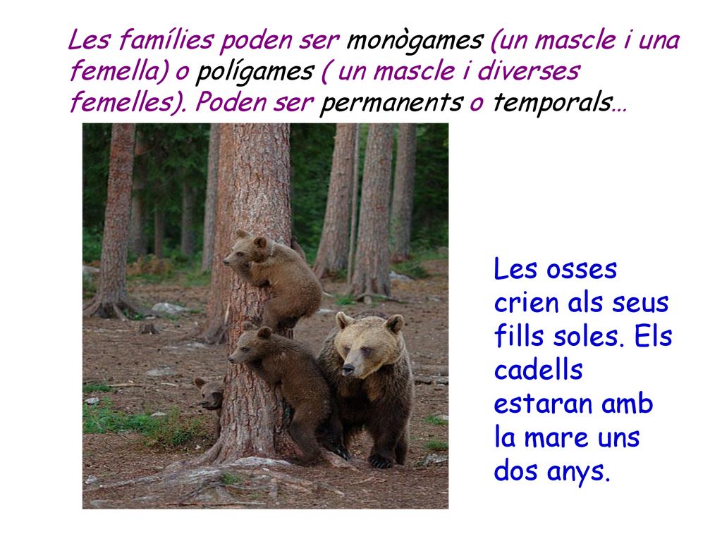 Les famílies poden ser monògames (un mascle i una femella) o polígames ( un mascle i diverses femelles). Poden ser permanents o temporals…
