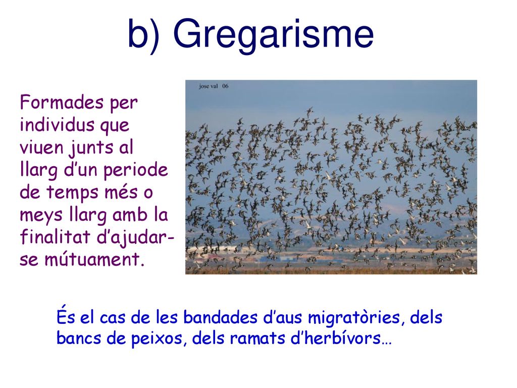 b) Gregarisme Formades per individus que viuen junts al llarg d’un periode de temps més o meys llarg amb la finalitat d’ajudar-se mútuament.