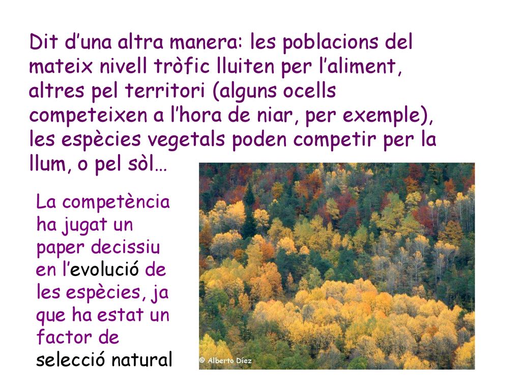 Dit d’una altra manera: les poblacions del mateix nivell tròfic lluiten per l’aliment, altres pel territori (alguns ocells competeixen a l’hora de niar, per exemple), les espècies vegetals poden competir per la llum, o pel sòl…