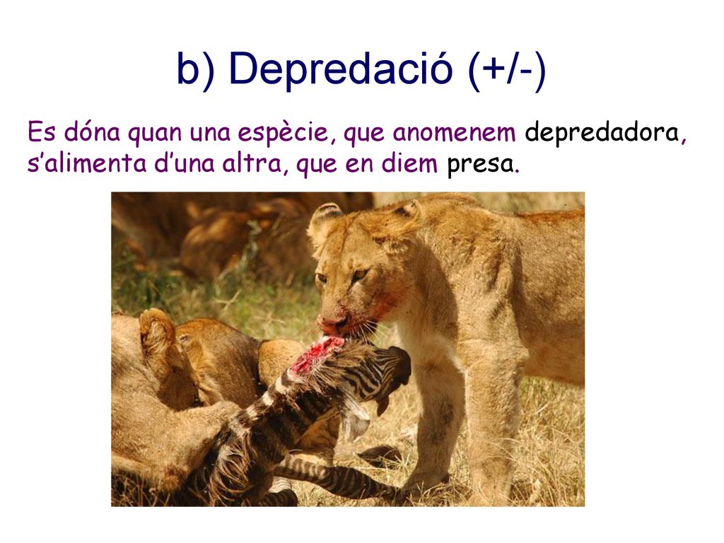 b) Depredació (+/-) Es dóna quan una espècie, que anomenem depredadora, s’alimenta d’una altra, que en diem presa.