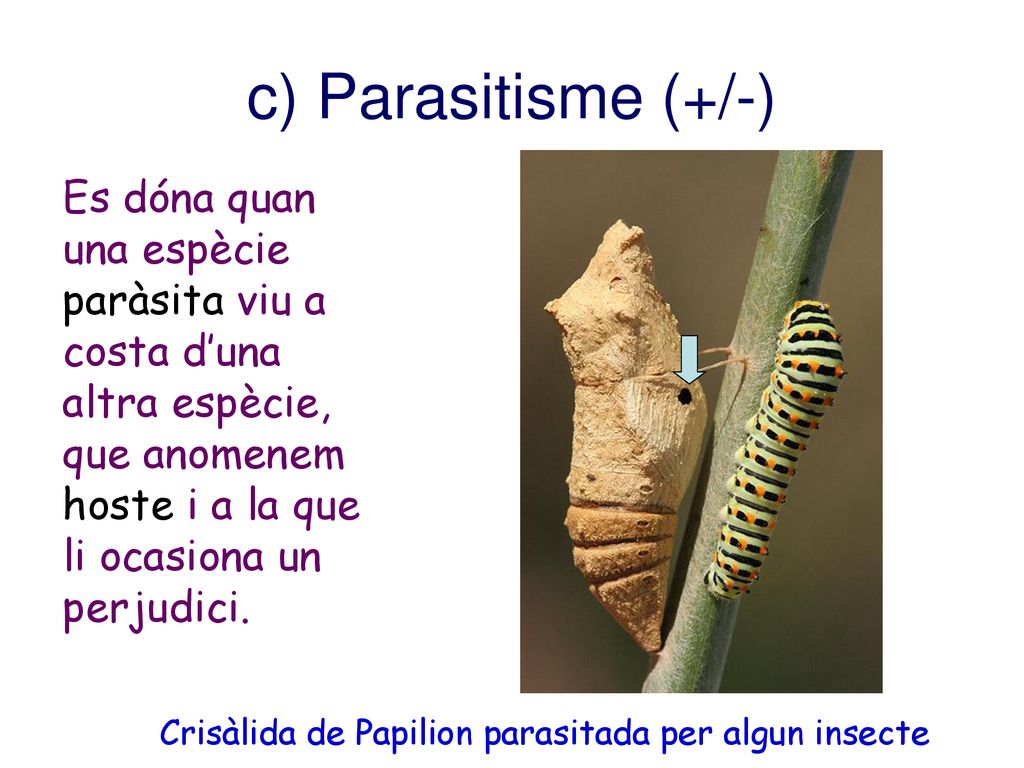 c) Parasitisme (+/-) Es dóna quan una espècie paràsita viu a costa d’una altra espècie, que anomenem hoste i a la que li ocasiona un perjudici.