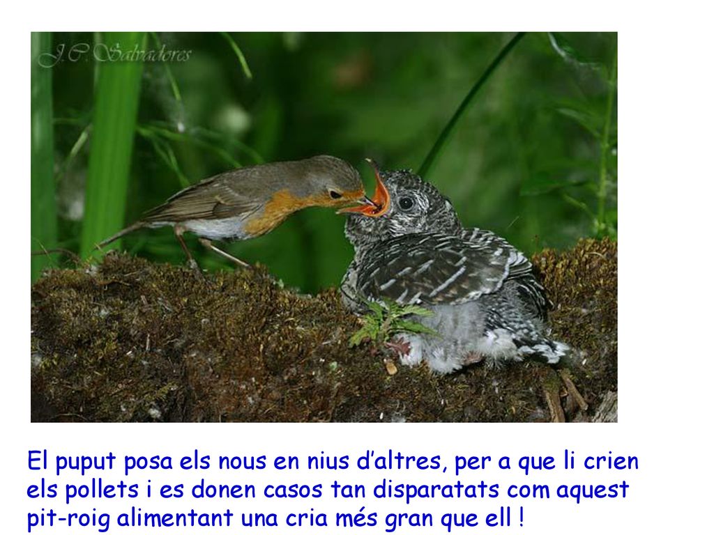 El puput posa els nous en nius d’altres, per a que li crien els pollets i es donen casos tan disparatats com aquest pit-roig alimentant una cria més gran que ell !