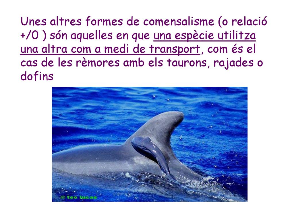 Unes altres formes de comensalisme (o relació +/0 ) són aquelles en que una espècie utilitza una altra com a medi de transport, com és el cas de les rèmores amb els taurons, rajades o dofins