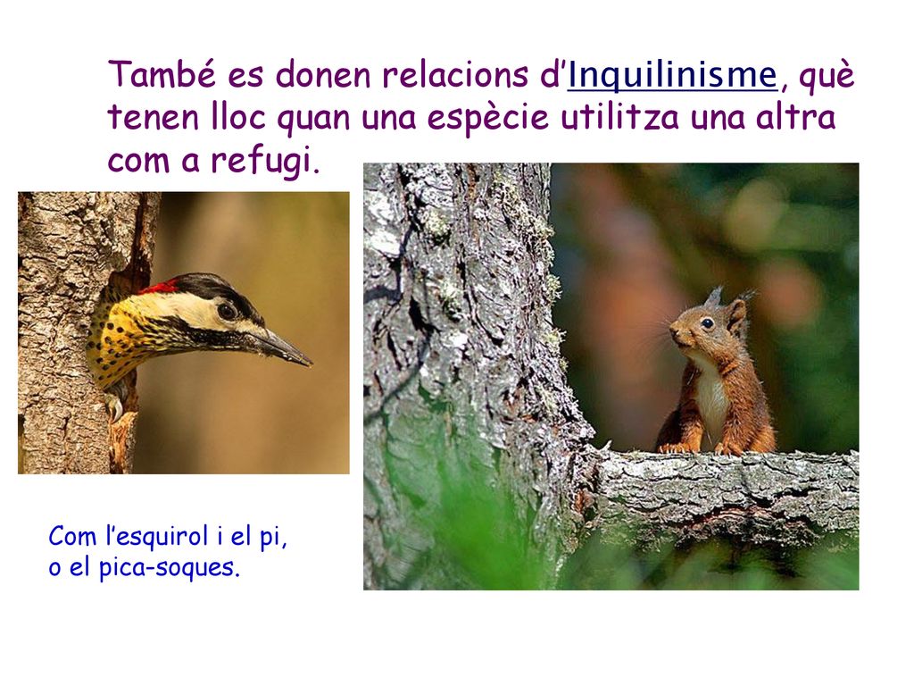 També es donen relacions d’Inquilinisme, què tenen lloc quan una espècie utilitza una altra com a refugi.