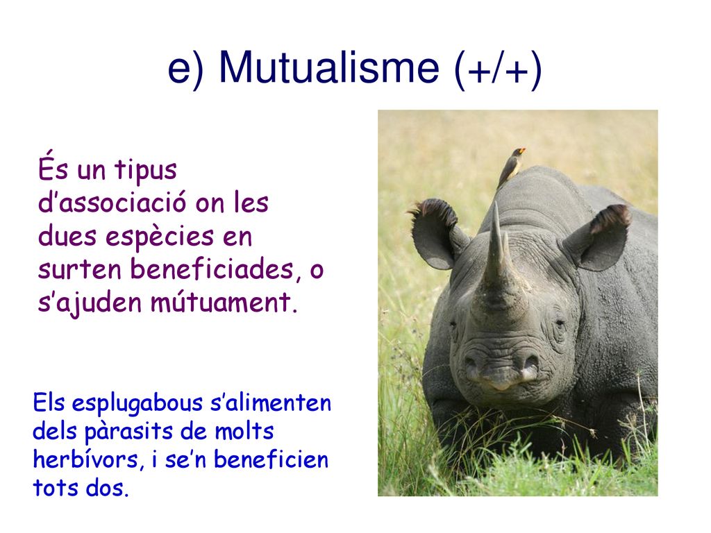 e) Mutualisme (+/+) És un tipus d’associació on les dues espècies en surten beneficiades, o s’ajuden mútuament.