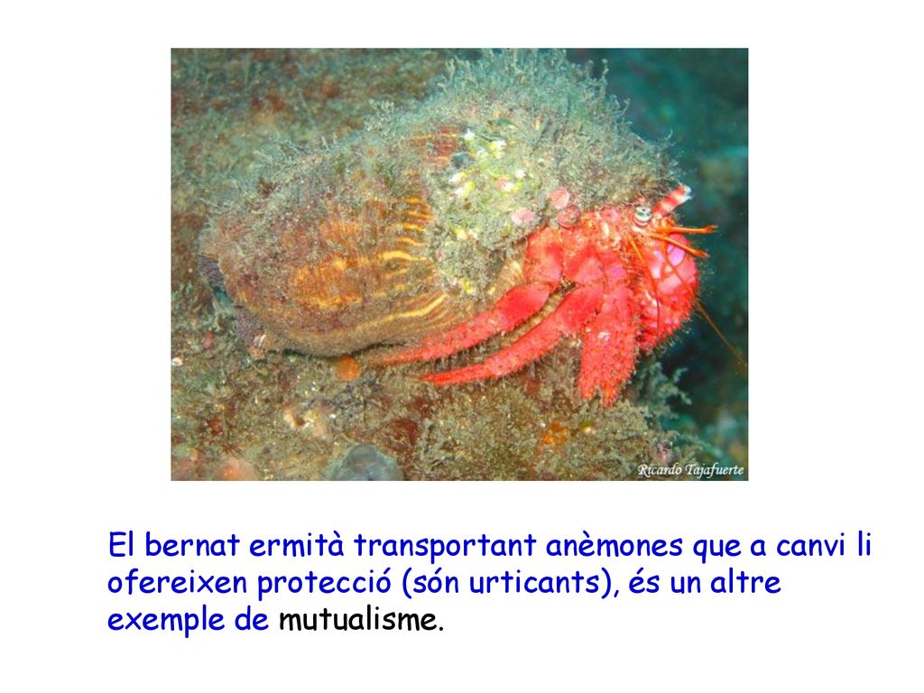 El bernat ermità transportant anèmones que a canvi li ofereixen protecció (són urticants), és un altre exemple de mutualisme.