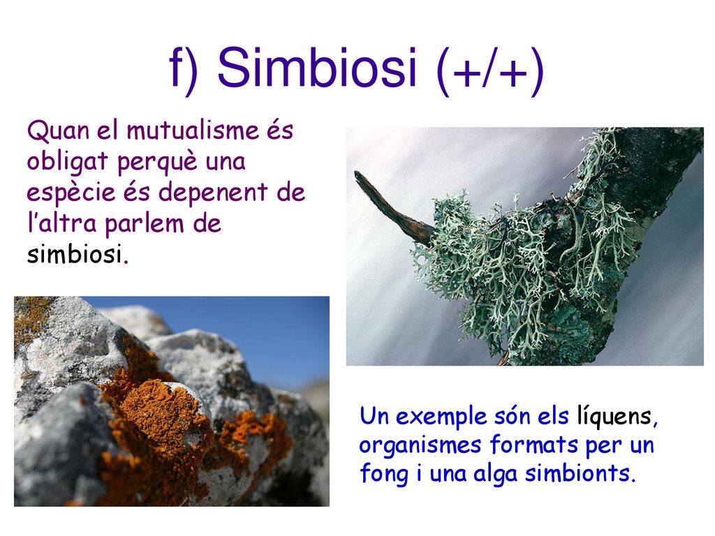 f) Simbiosi (+/+) Quan el mutualisme és obligat perquè una espècie és depenent de l’altra parlem de simbiosi.