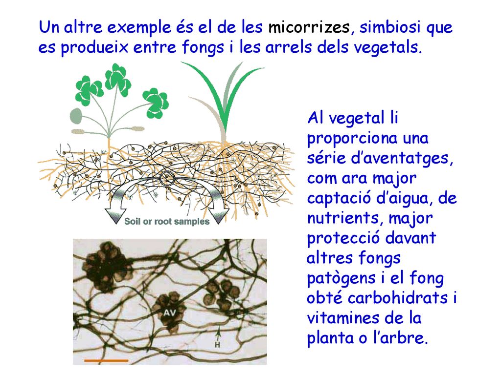 Un altre exemple és el de les micorrizes, simbiosi que es produeix entre fongs i les arrels dels vegetals.