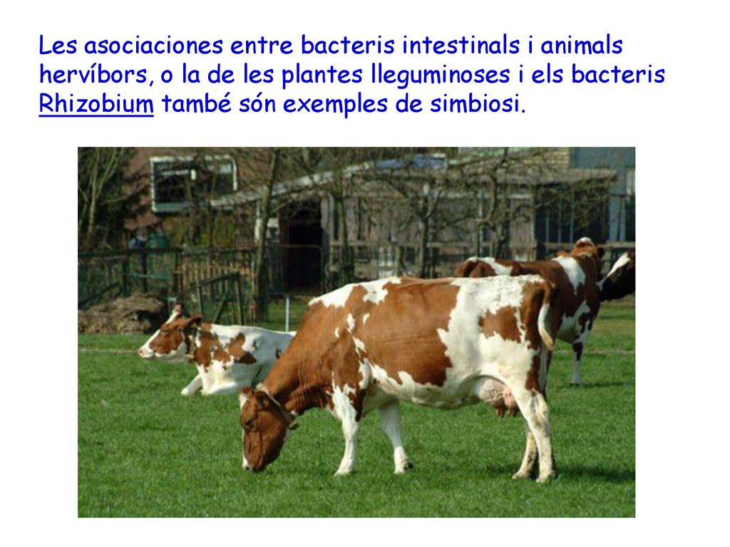 Les asociaciones entre bacteris intestinals i animals hervíbors, o la de les plantes lleguminoses i els bacteris Rhizobium també són exemples de simbiosi.