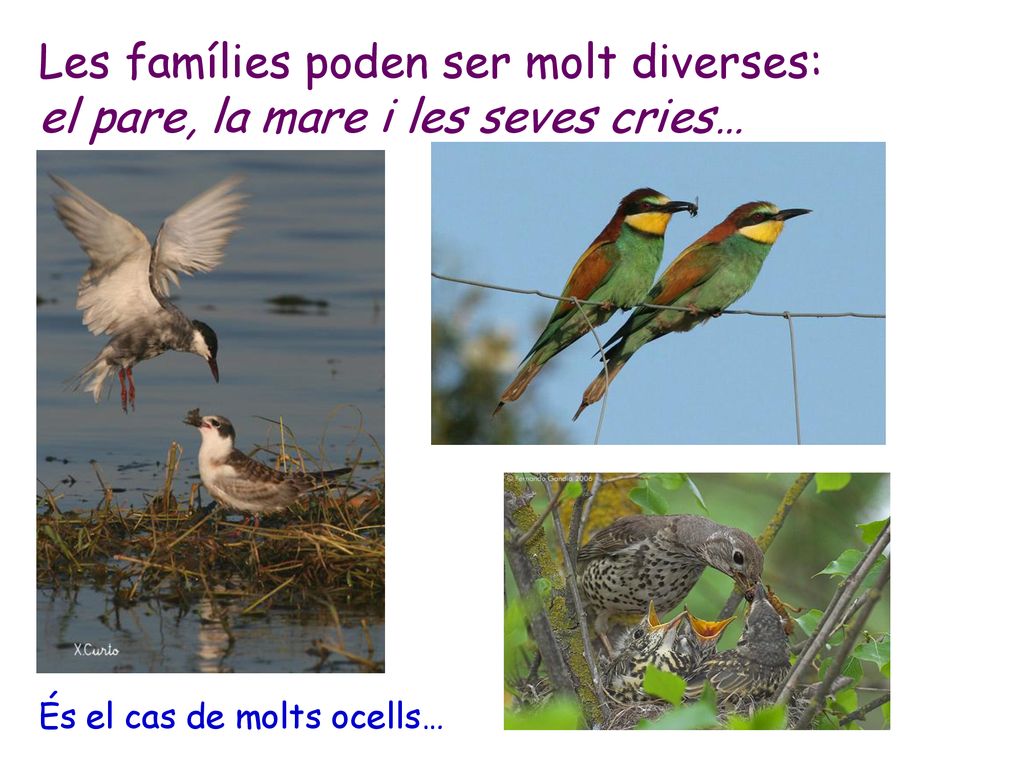 Les famílies poden ser molt diverses: el pare, la mare i les seves cries…