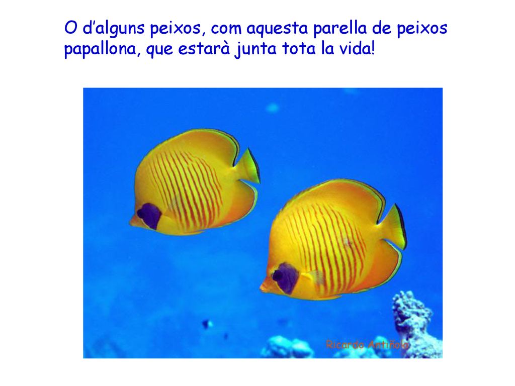 O d’alguns peixos, com aquesta parella de peixos papallona, que estarà junta tota la vida!