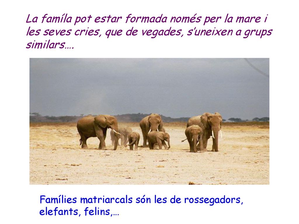 La famíla pot estar formada només per la mare i les seves cries, que de vegades, s’uneixen a grups similars….
