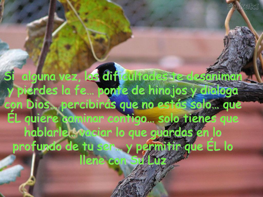 Si alguna vez, las dificultades te desaniman y pierdes la fe… ponte de hinojos y dialoga con Dios… percibirás que no estás solo… que ÉL quiere caminar contigo… solo tienes que hablarle… vaciar lo que guardas en lo profundo de tu ser… y permitir que ÉL lo llene con Su Luz