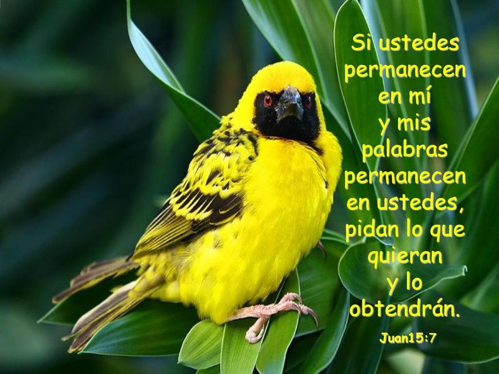 Si ustedes permanecen en mí y mis palabras permanecen en ustedes, pidan lo que quieran y lo obtendrán.
