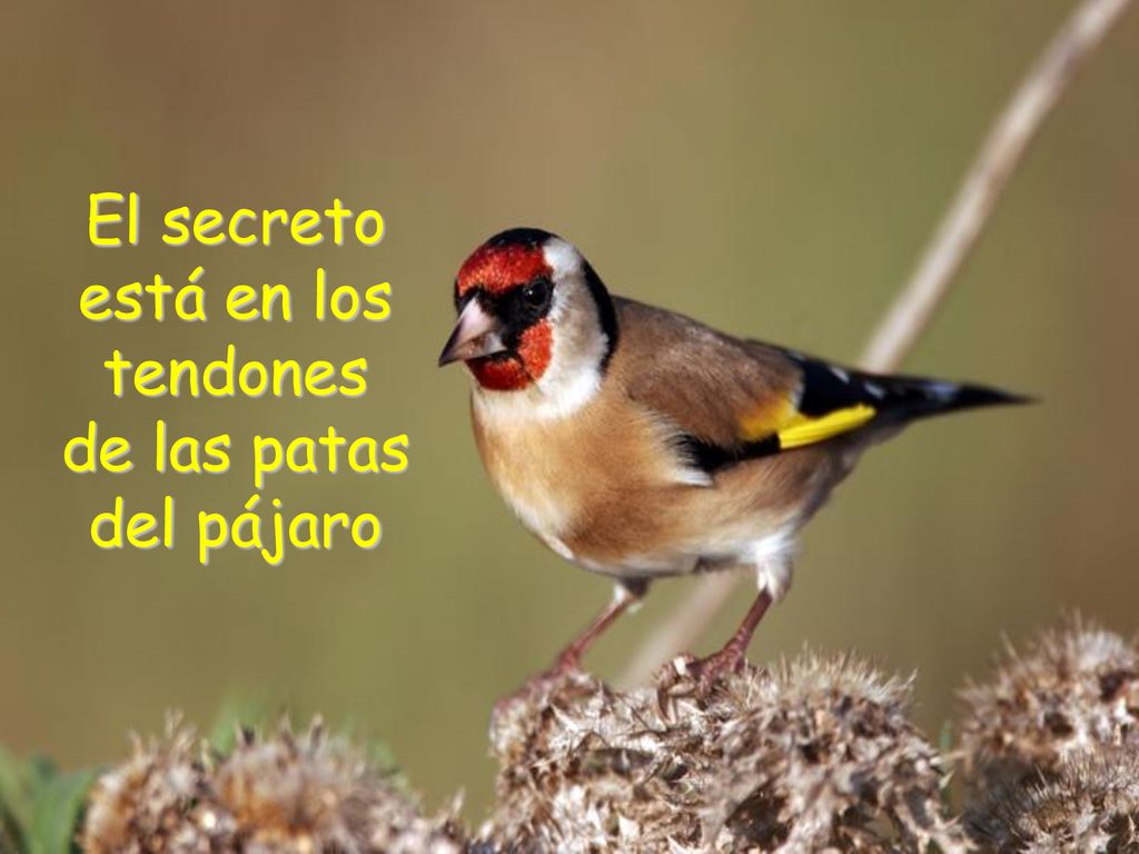 El secreto está en los tendones de las patas del pájaro