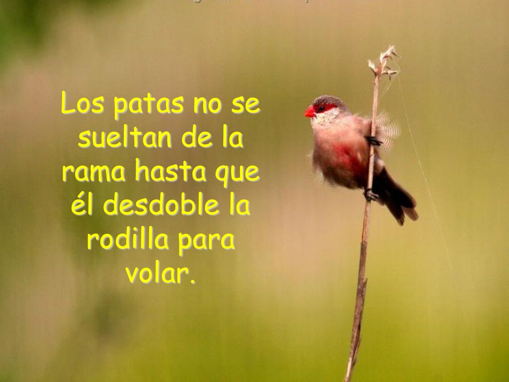 Los patas no se sueltan de la rama hasta que él desdoble la rodilla para volar.