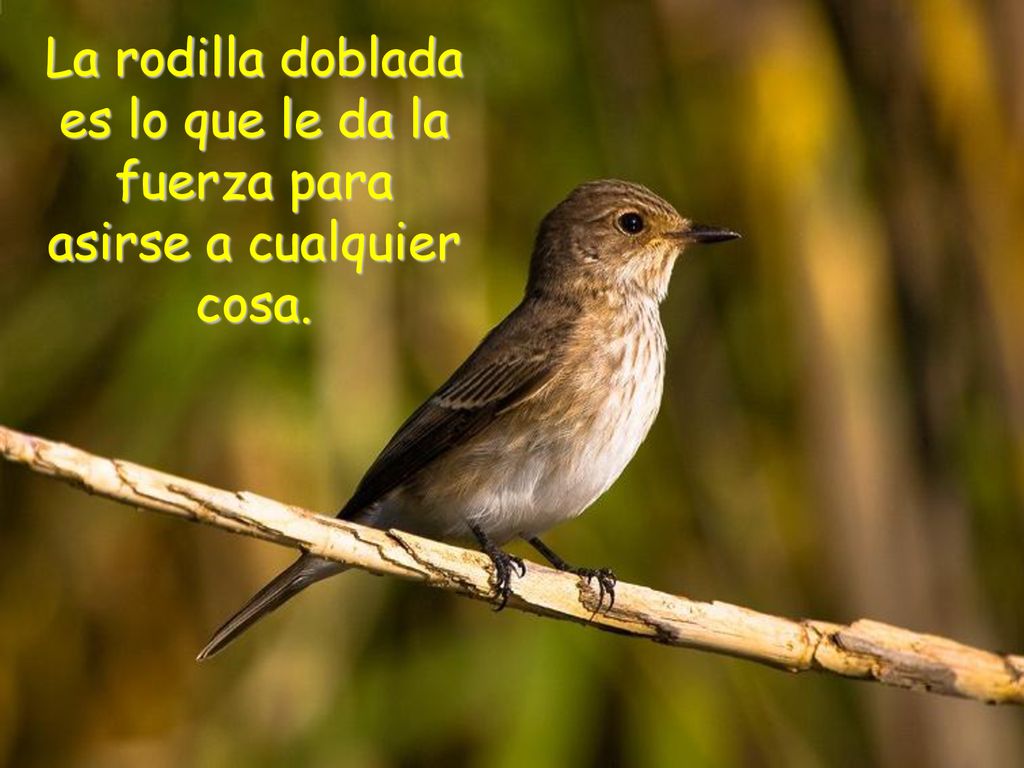 La rodilla doblada es lo que le da la fuerza para asirse a cualquier cosa.