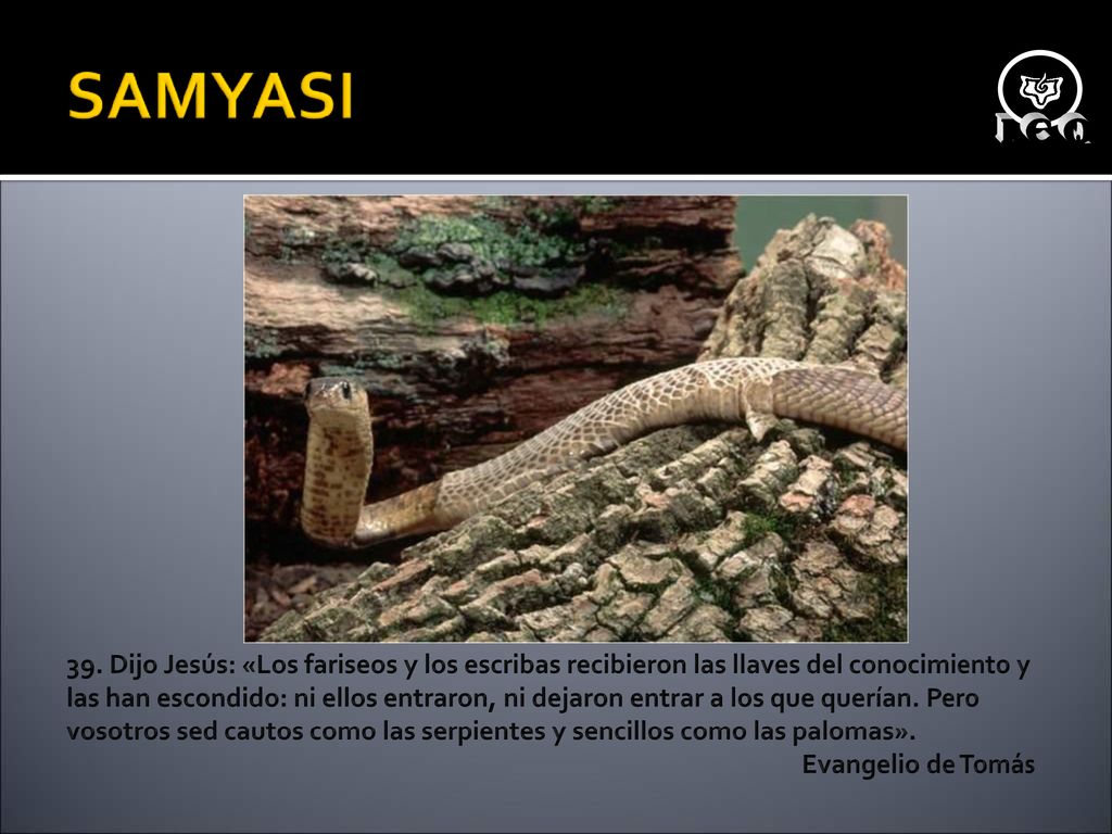 39. Dijo Jesús: «Los fariseos y los escribas recibieron las llaves del conocimiento y las han escondido: ni ellos entraron, ni dejaron entrar a los que querían. Pero vosotros sed cautos como las serpientes y sencillos como las palomas».