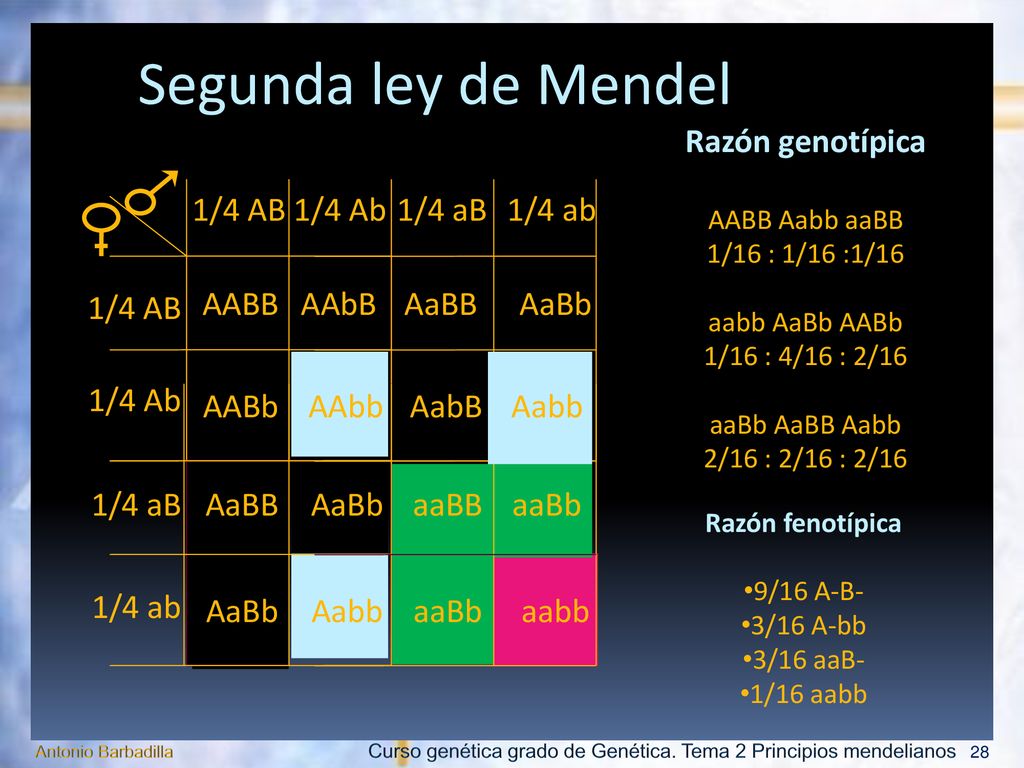 Segunda ley de Mendel Razón genotípica 1/4 AB 1/4 Ab 1/4 aB 1/4 ab