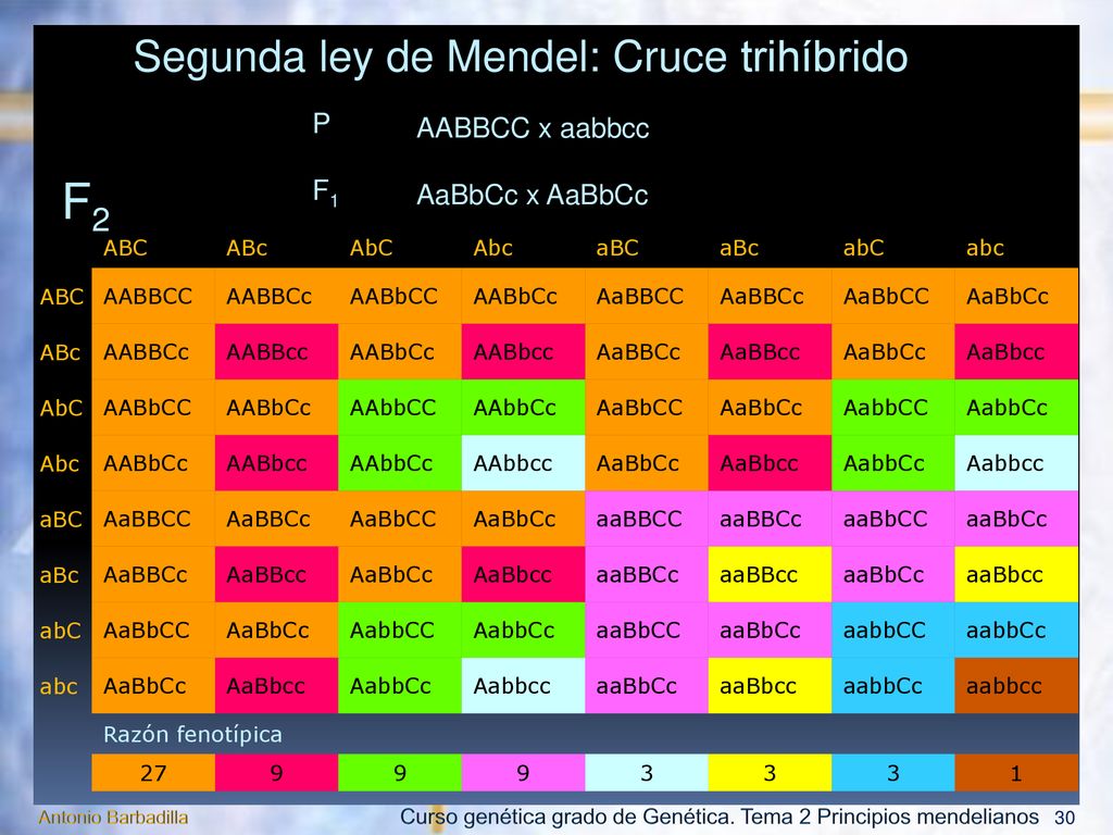 F2 Segunda ley de Mendel: Cruce trihíbrido P AABBCC x aabbcc F1