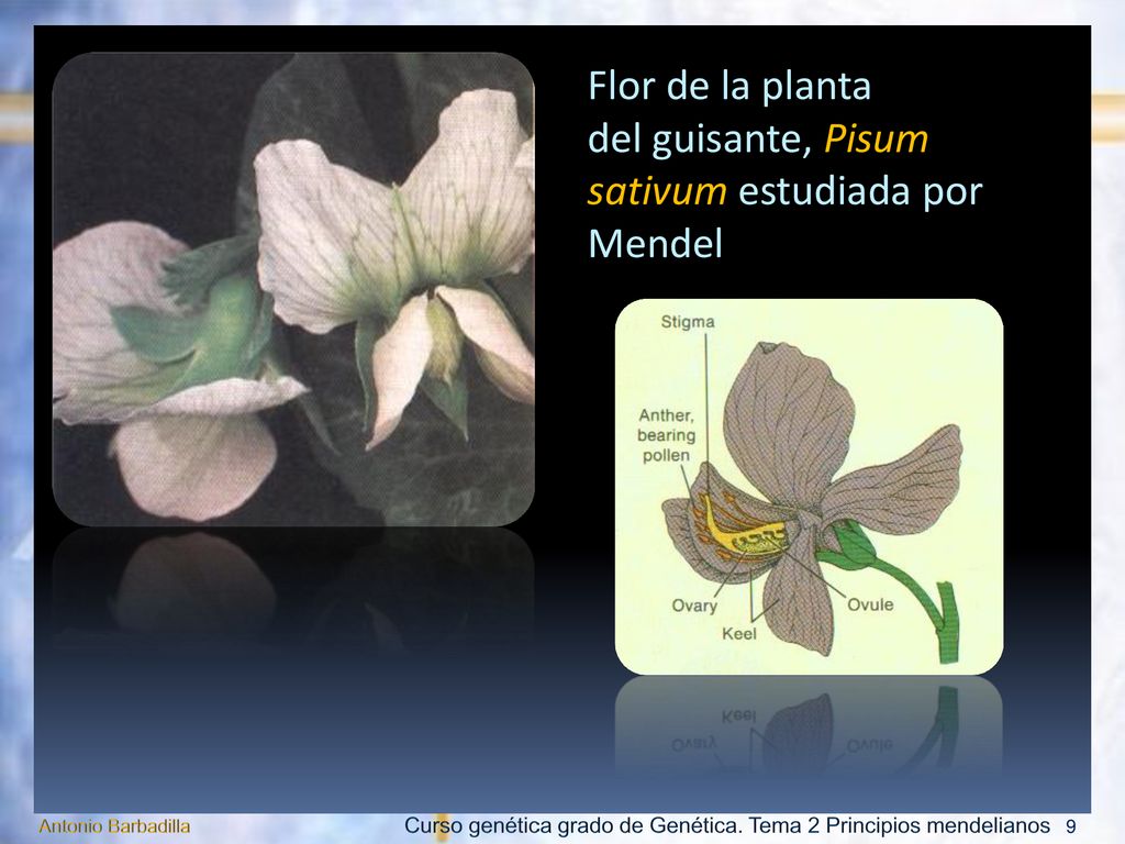 Flor de la planta del guisante, Pisum sativum estudiada por Mendel