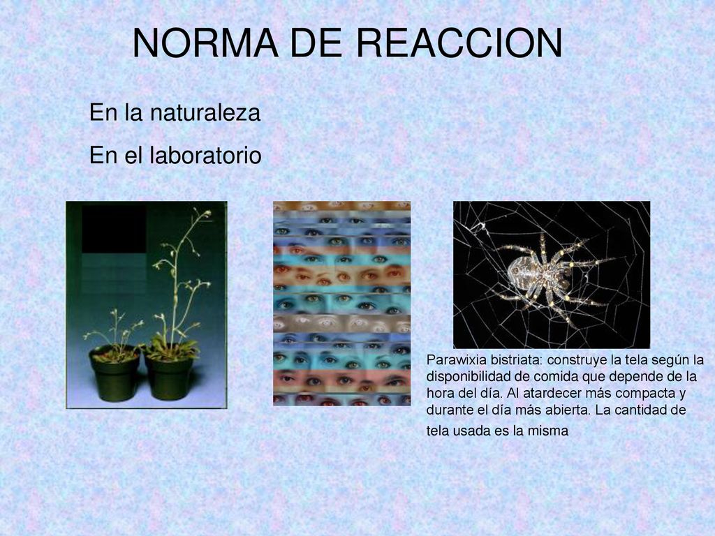 NORMA DE REACCION En la naturaleza En el laboratorio
