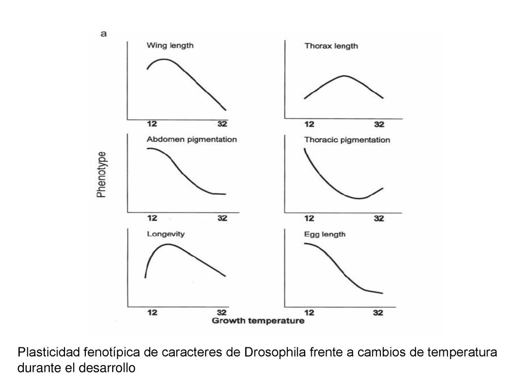 Plasticidad fenotípica de caracteres de Drosophila frente a cambios de temperatura durante el desarrollo