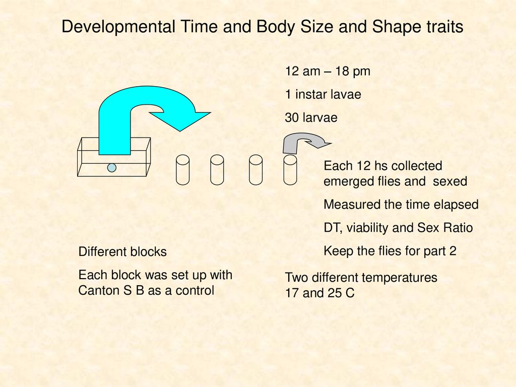 Developmental Time and Body Size and Shape traits