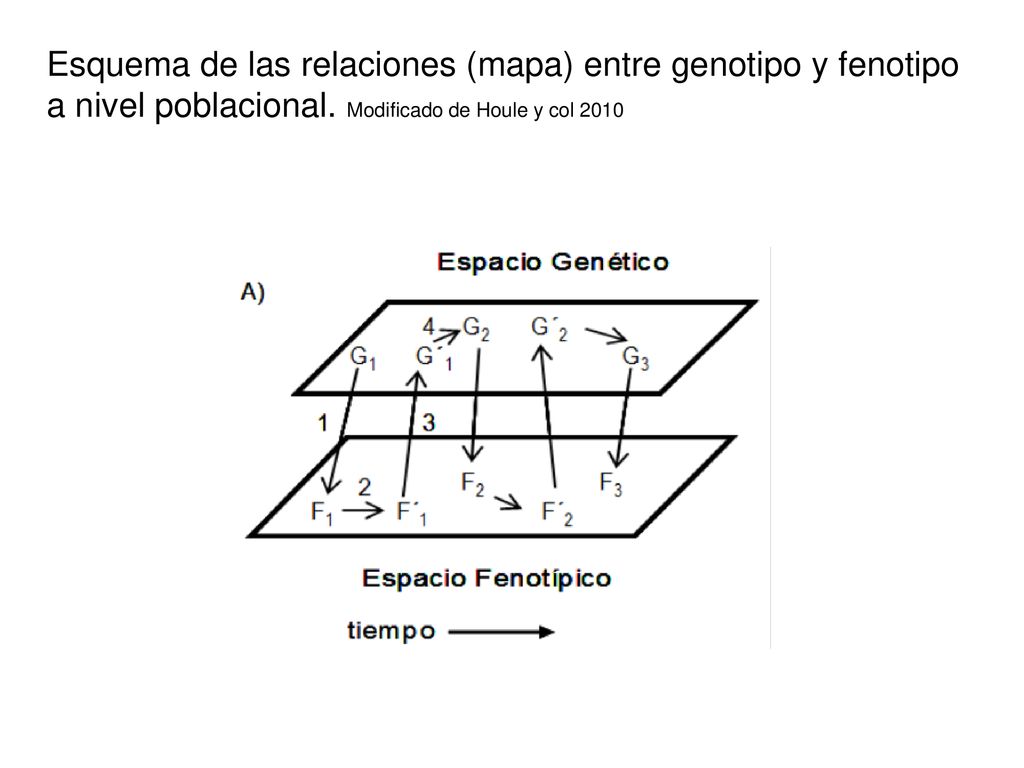 Esquema de las relaciones (mapa) entre genotipo y fenotipo a nivel poblacional.