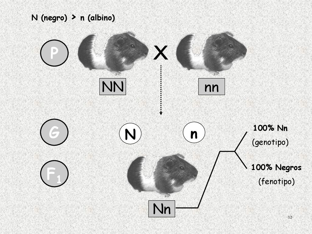 P X G F1 NN nn N n Nn N (negro) > n (albino) 100% Nn (genotipo)
