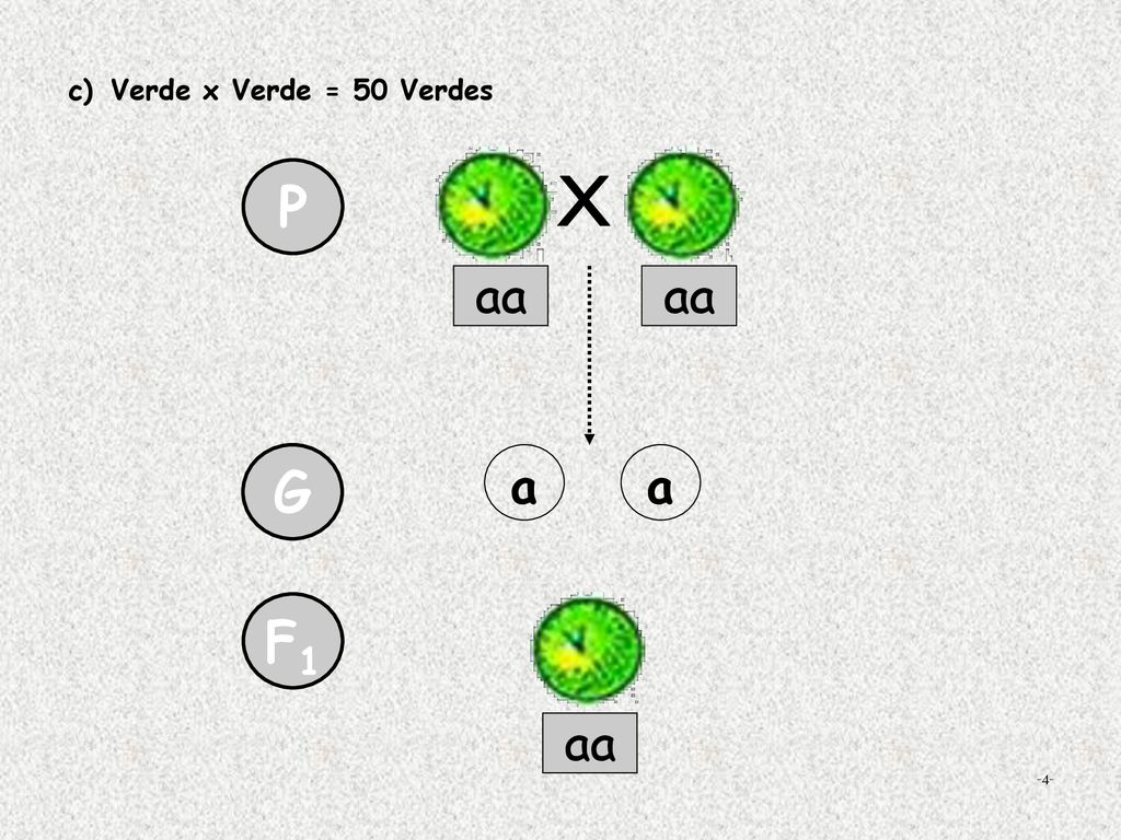 Verde x Verde = 50 Verdes P X aa aa G a a F1 aa