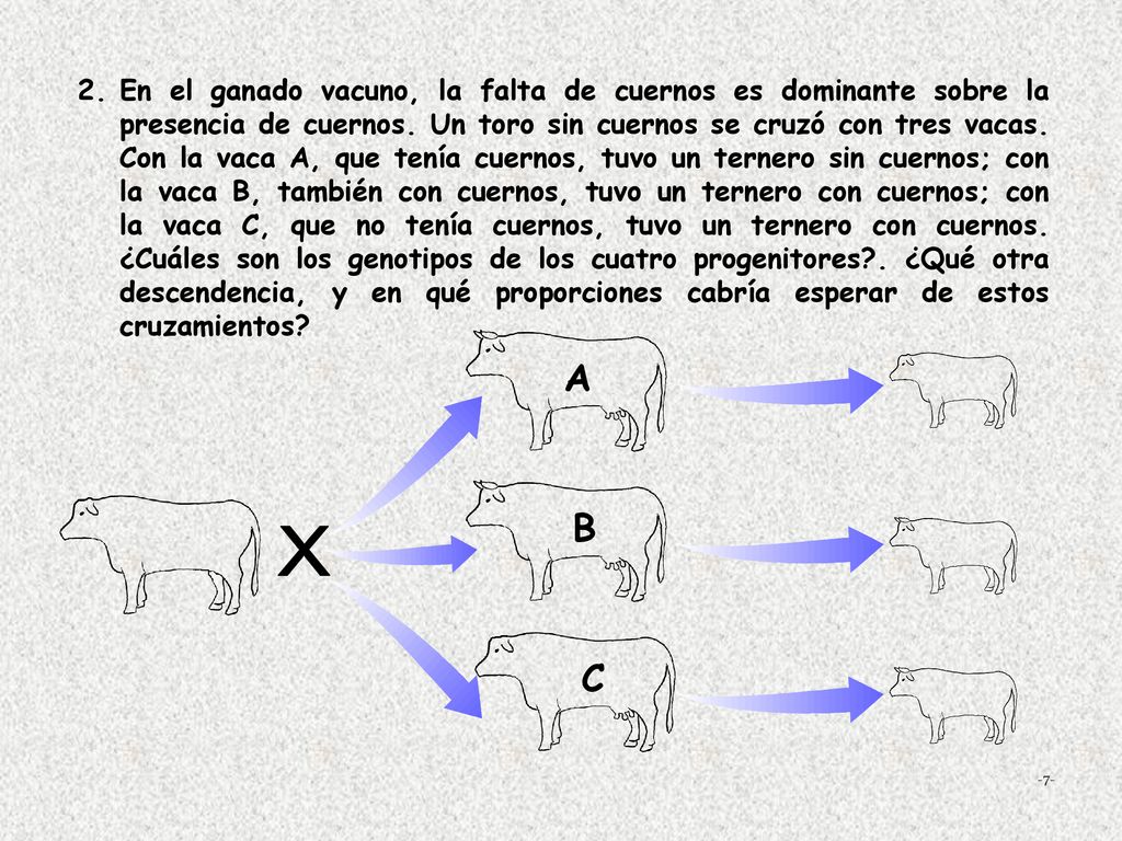 En el ganado vacuno, la falta de cuernos es dominante sobre la presencia de cuernos. Un toro sin cuernos se cruzó con tres vacas. Con la vaca A, que tenía cuernos, tuvo un ternero sin cuernos; con la vaca B, también con cuernos, tuvo un ternero con cuernos; con la vaca C, que no tenía cuernos, tuvo un ternero con cuernos. ¿Cuáles son los genotipos de los cuatro progenitores . ¿Qué otra descendencia, y en qué proporciones cabría esperar de estos cruzamientos