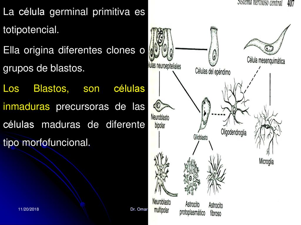 La célula germinal primitiva es totipotencial.