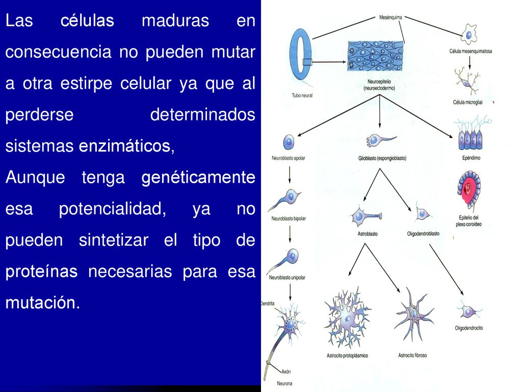 Las células maduras en consecuencia no pueden mutar a otra estirpe celular ya que al perderse determinados sistemas enzimáticos,