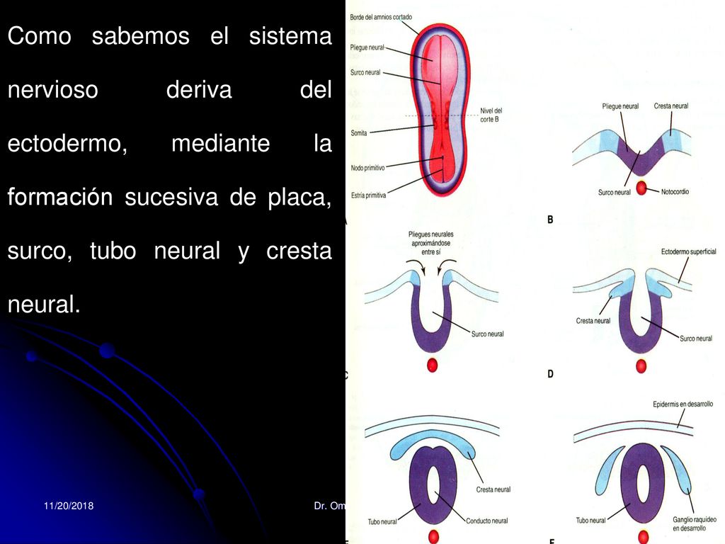 Como sabemos el sistema nervioso deriva del ectodermo, mediante la formación sucesiva de placa, surco, tubo neural y cresta neural.