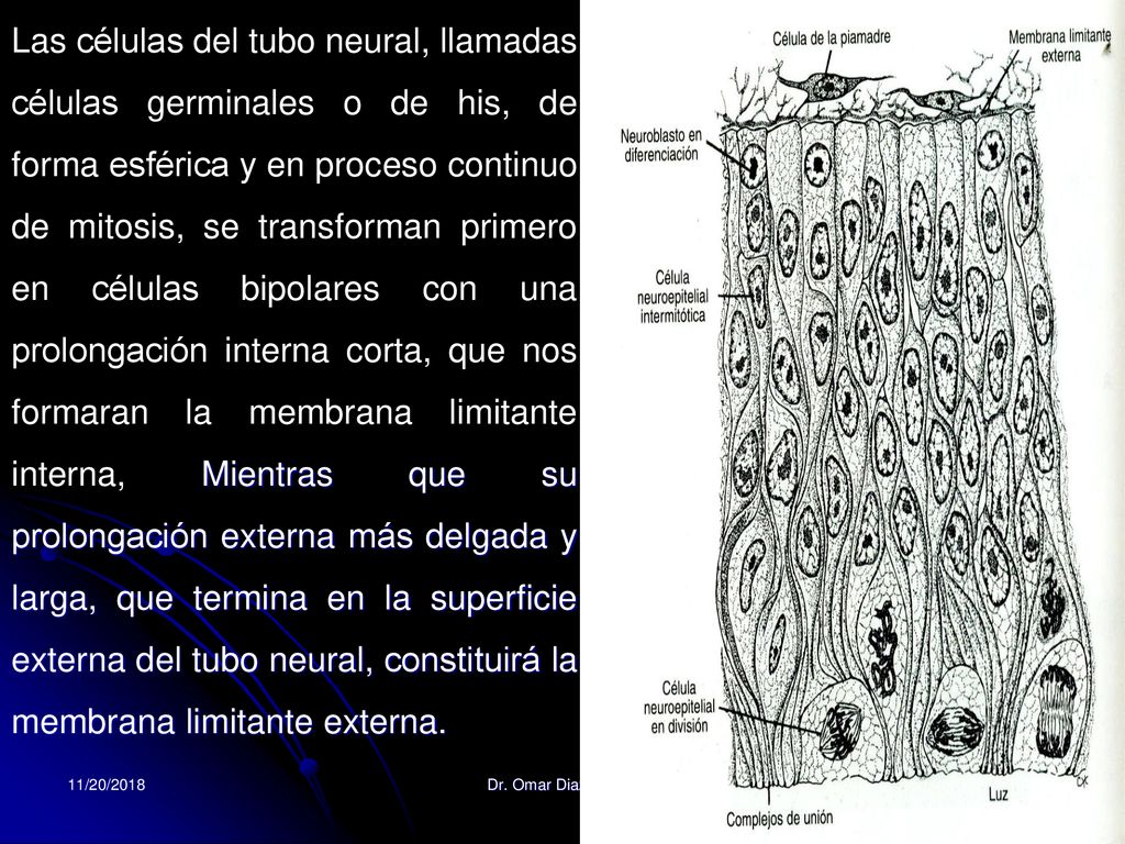 Las células del tubo neural, llamadas células germinales o de his, de forma esférica y en proceso continuo de mitosis, se transforman primero en células bipolares con una prolongación interna corta, que nos formaran la membrana limitante interna, Mientras que su prolongación externa más delgada y larga, que termina en la superficie externa del tubo neural, constituirá la membrana limitante externa.
