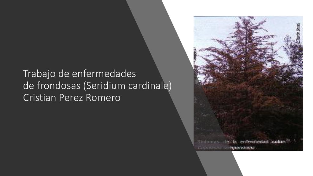 Trabajo de enfermedades de frondosas (Seridium cardinale) Cristian Perez Romero
