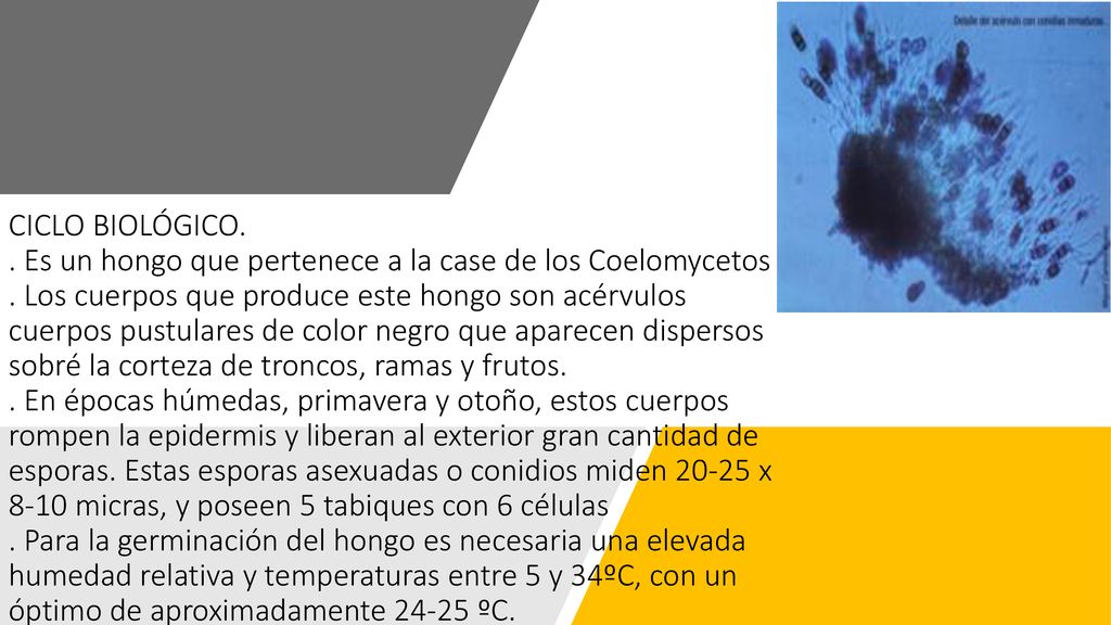 CICLO BIOLÓGICO. Es un hongo que pertenece a la case de los Coelomycetos .