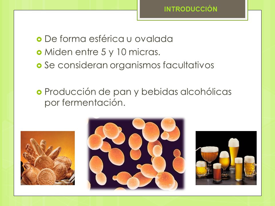 De forma esférica u ovalada Miden entre 5 y 10 micras.