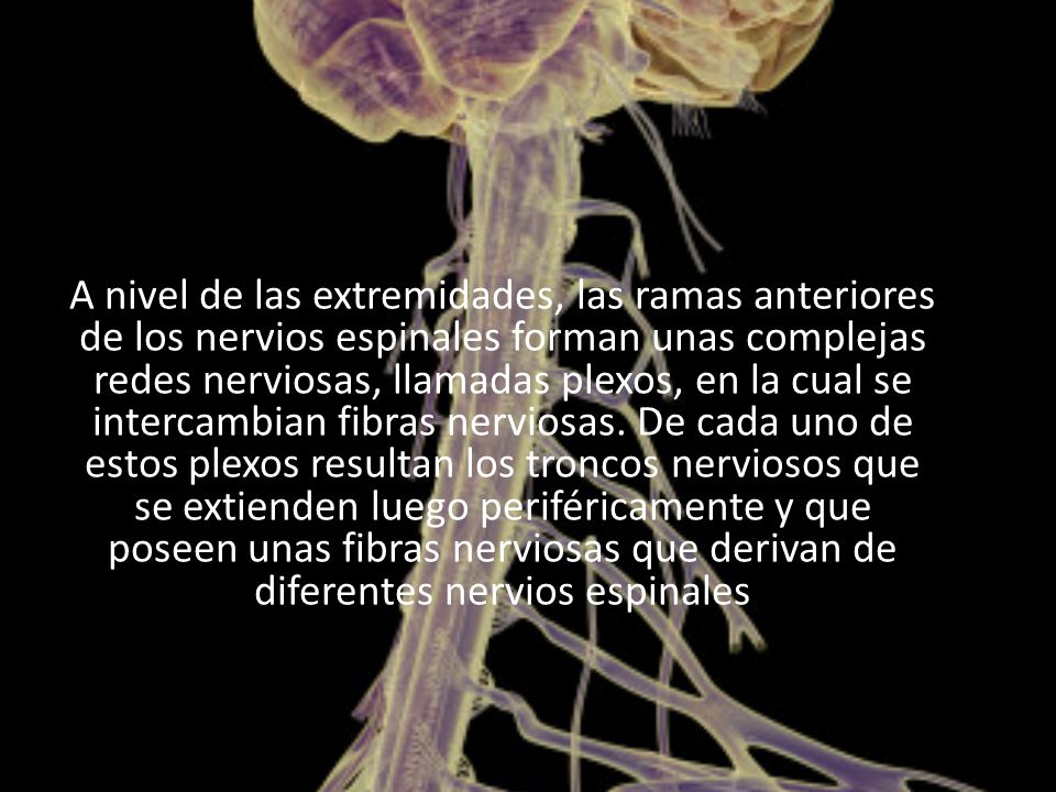 A nivel de las extremidades, las ramas anteriores de los nervios espinales forman unas complejas redes nerviosas, llamadas plexos, en la cual se intercambian fibras nerviosas.