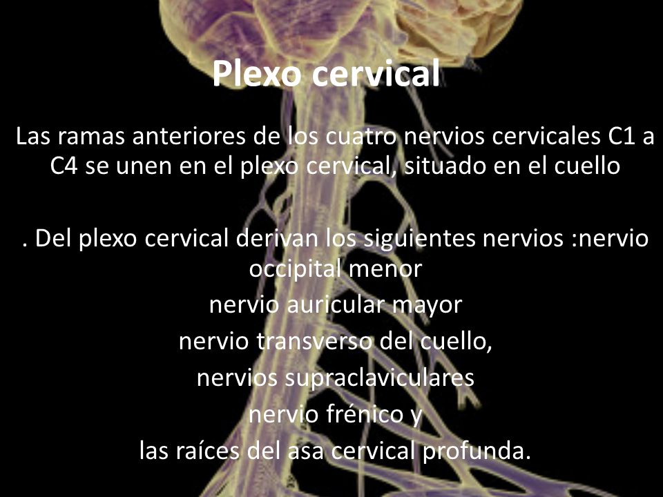 Plexo cervical Las ramas anteriores de los cuatro nervios cervicales C1 a C4 se unen en el plexo cervical, situado en el cuello.