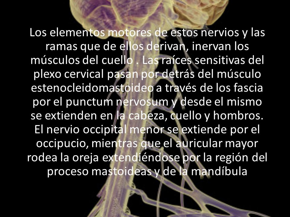 Los elementos motores de estos nervios y las ramas que de ellos derivan, inervan los músculos del cuello .