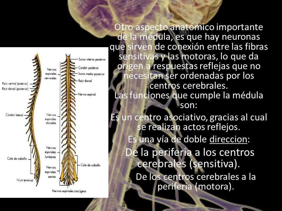 Es un centro asociativo, gracias al cual se realizan actos reflejos.